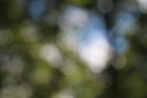 Blurry image of greenery