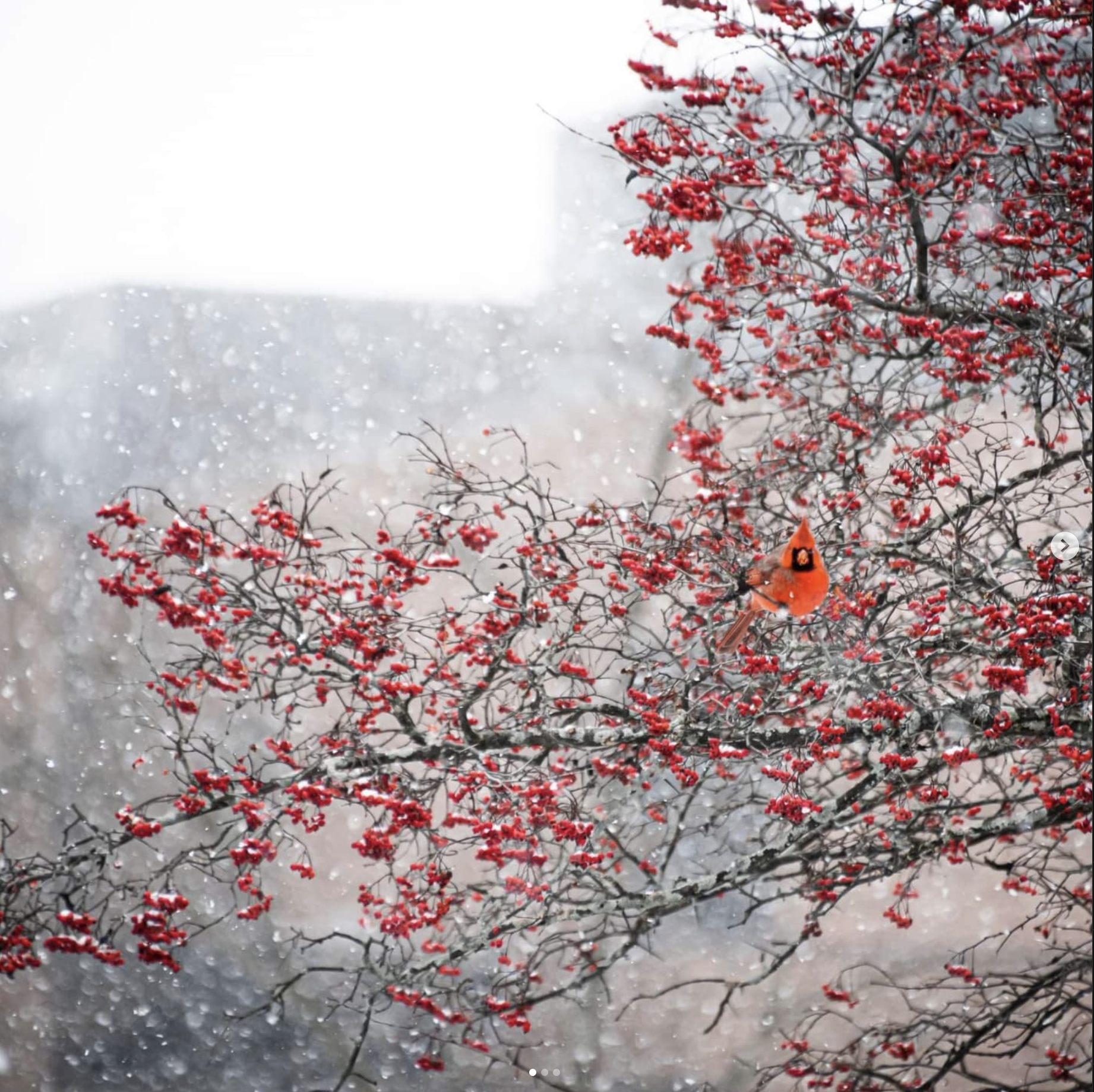 A cardinal sitting in a tree branch in winter
