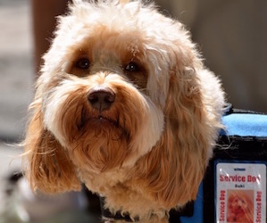 Dog with a vest and a badge that reads