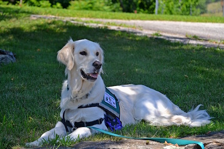 A Golden Retriever dog lays on the grass under the shade